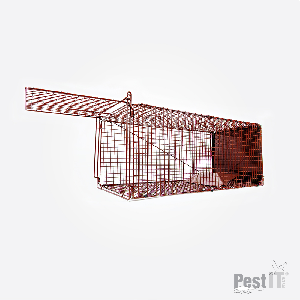 36 Best Pictures Feral Cat Traps Australia / Researches Set Up Felixer Traps That Target And Kill Feral Cats In Australia By Spraying Poison Daily Mail Online